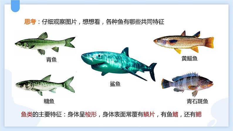 2.4常见的动物第二课时课件---2021—2022学年浙教版七上科学04