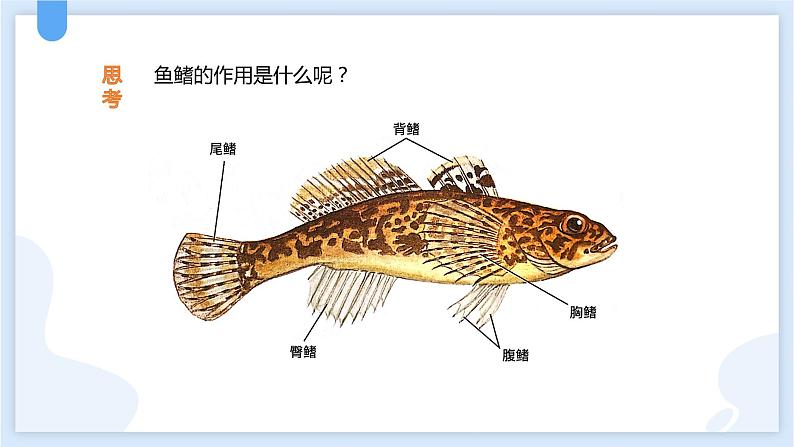 2.4常见的动物第二课时课件---2021—2022学年浙教版七上科学05