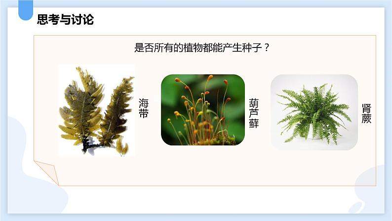2.5常见的植物第二课时课件---2021—2022学年浙教版七上科学第3页