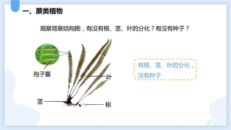 2.5常见的植物第二课时课件---2021—2022学年浙教版七上科学第4页