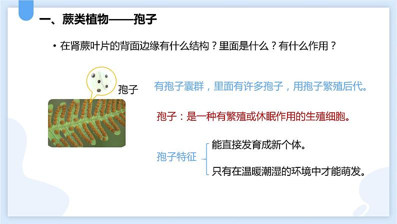 2.5常见的植物第二课时课件---2021—2022学年浙教版七上科学第5页
