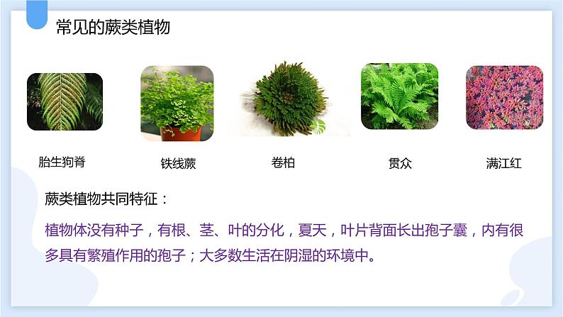 2.5常见的植物第二课时课件---2021—2022学年浙教版七上科学第6页