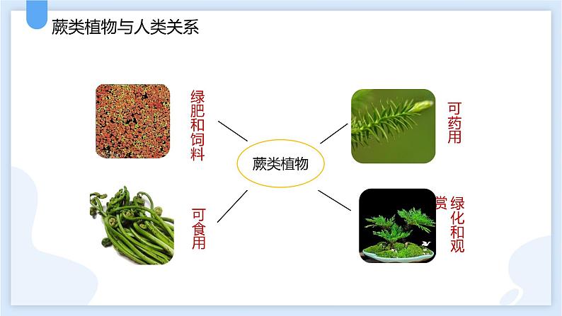 2.5常见的植物第二课时课件---2021—2022学年浙教版七上科学第7页