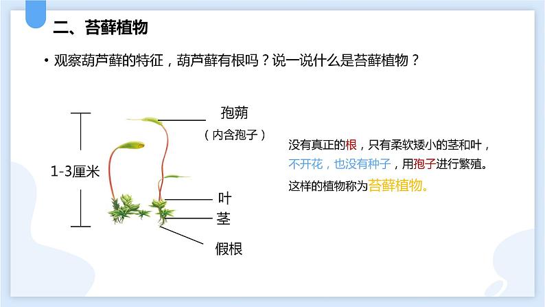 2.5常见的植物第二课时课件---2021—2022学年浙教版七上科学第8页