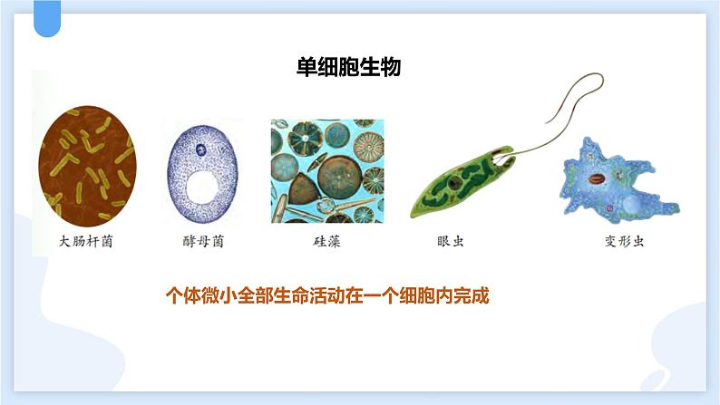 2.6物种的多样性第一课时课件---2021—2022学年浙教版七上科学05