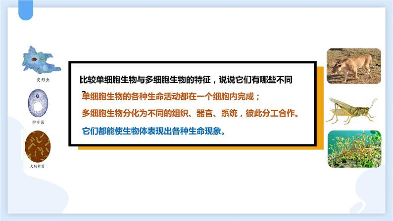 2.6物种的多样性第一课时课件---2021—2022学年浙教版七上科学07