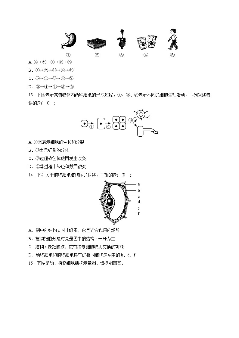 备战2022 中考科学 一轮复习 第2部分 第2讲　构成生物体的细胞、组织、器官和系统 同步练习03