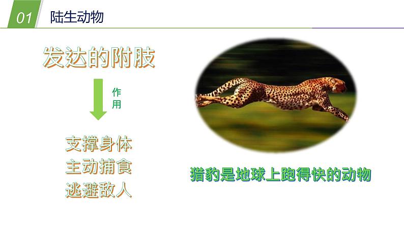 1.1  艳丽多姿的生物（二）—华师大版科学七年级上册课件04