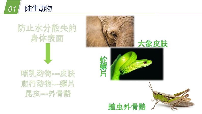 1.1  艳丽多姿的生物（二）—华师大版科学七年级上册课件05