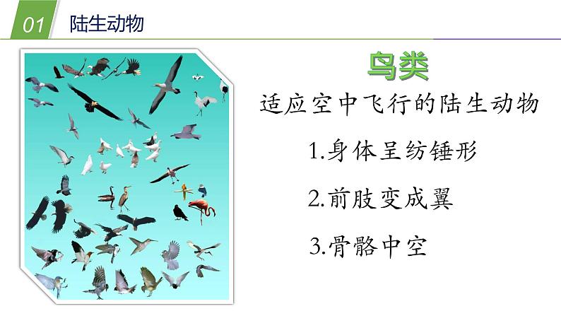 1.1  艳丽多姿的生物（二）—华师大版科学七年级上册课件06