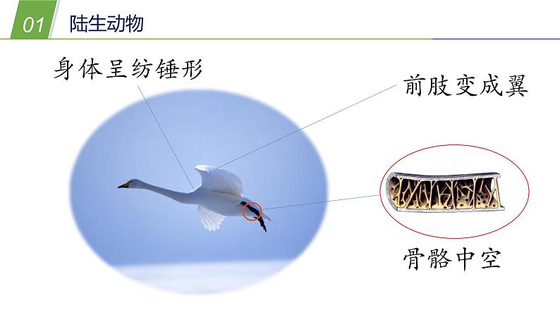 1.1  艳丽多姿的生物（二）—华师大版科学七年级上册课件07