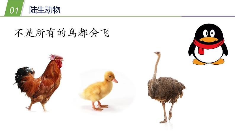 1.1  艳丽多姿的生物（二）—华师大版科学七年级上册课件08