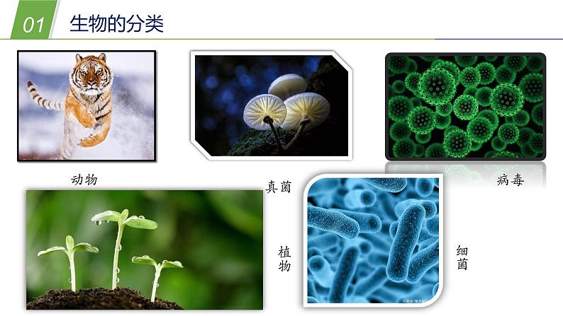 2.1 动物的主要类群1—华东师大版七年级科学上册课件04