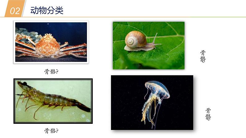 2.1 动物的主要类群1—华东师大版七年级科学上册课件07