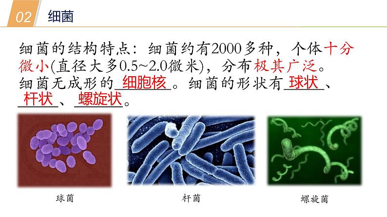 2.3细菌和真菌—华东师大版七年级科学上册课件06