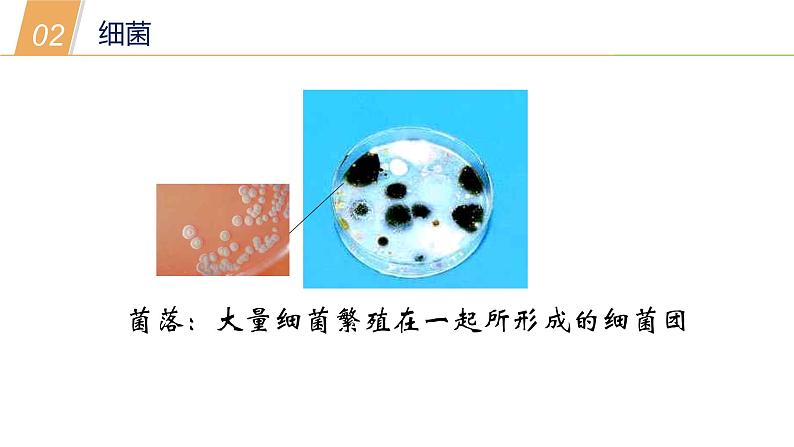 2.3细菌和真菌—华东师大版七年级科学上册课件08