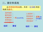 2.3 生物体的结构层次（第3课时）—浙教版七年级科学上册课件(共15张PPT)