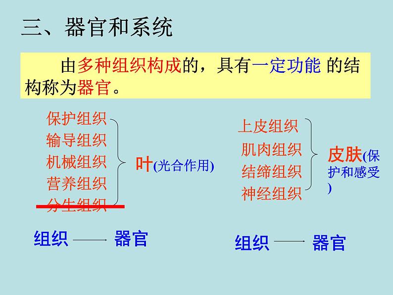 2.3 生物体的结构层次（第3课时）—浙教版七年级科学上册课件(共15张PPT)02