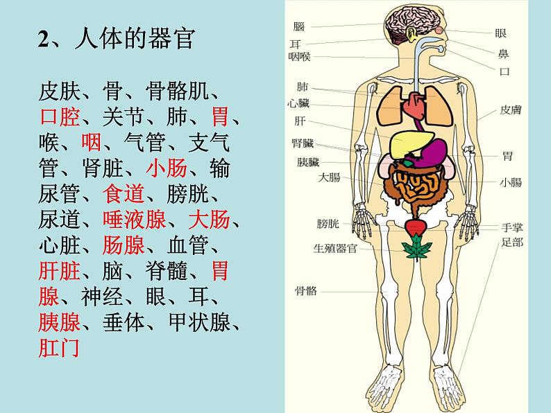 2.3 生物体的结构层次（第3课时）—浙教版七年级科学上册课件(共15张PPT)04