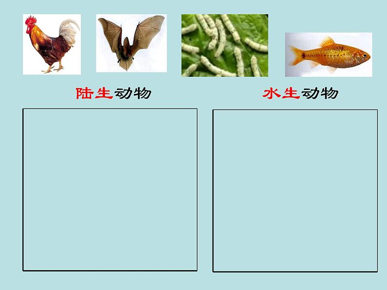 2.4  常见的动物（第1课时）—浙教版七年级科学上册课件(共18张PPT)第6页