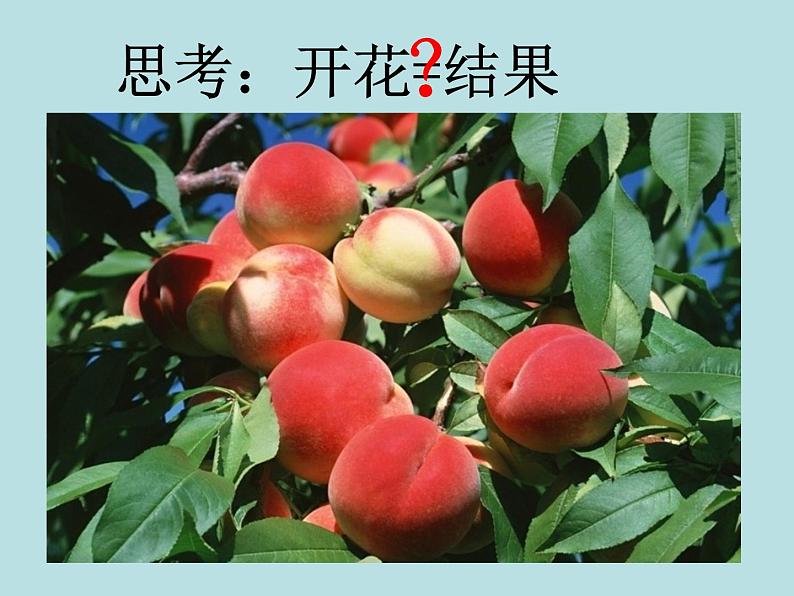 2.5  常见的植物（第1课时）—浙教版七年级科学上册课件(共19张PPT)04