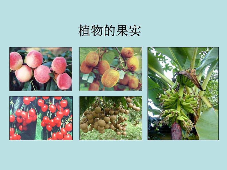 2.5  常见的植物（第1课时）—浙教版七年级科学上册课件(共19张PPT)05