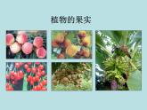 2.5  常见的植物（第1课时）—浙教版七年级科学上册课件(共19张PPT)