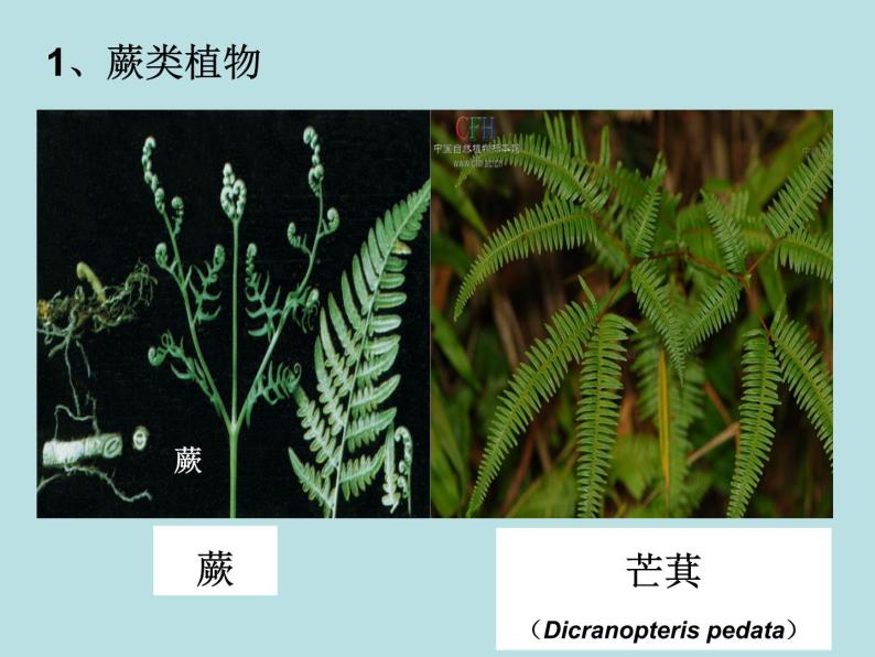 2.5 常见的植物（第2课时）—浙教版七年级科学上册课件(共22张PPT)04