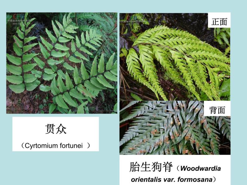 2.5 常见的植物（第2课时）—浙教版七年级科学上册课件(共22张PPT)05