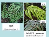 2.5 常见的植物（第2课时）—浙教版七年级科学上册课件(共22张PPT)
