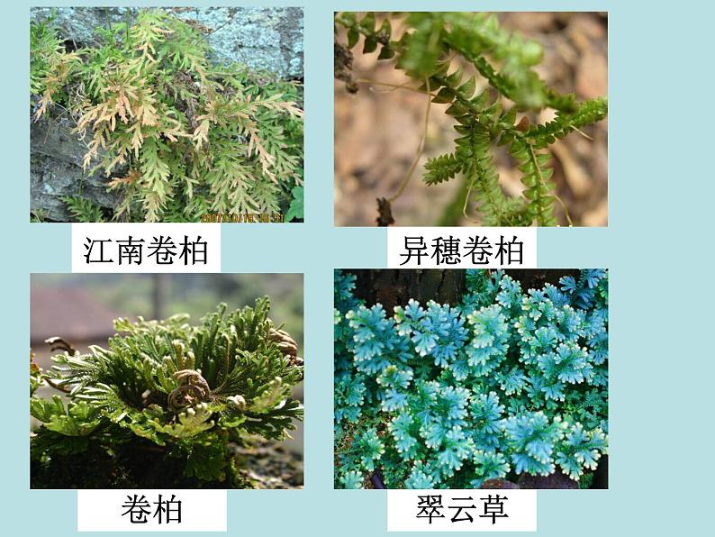 2.5 常见的植物（第2课时）—浙教版七年级科学上册课件(共22张PPT)07