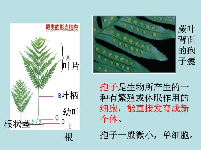 2.5 常见的植物（第2课时）—浙教版七年级科学上册课件(共22张PPT)08