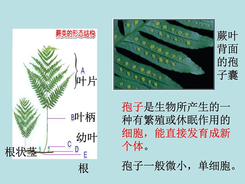 2.5 常见的植物（第2课时）—浙教版七年级科学上册课件(共22张PPT)08