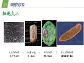 4.2 细胞1—华东师大版七年级科学上册课件