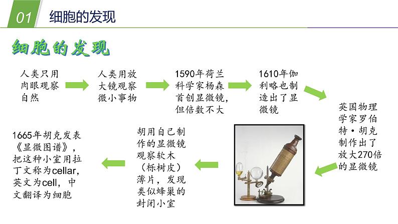 4.2 细胞1—华东师大版七年级科学上册课件05