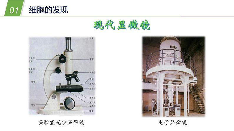 4.2 细胞1—华东师大版七年级科学上册课件07