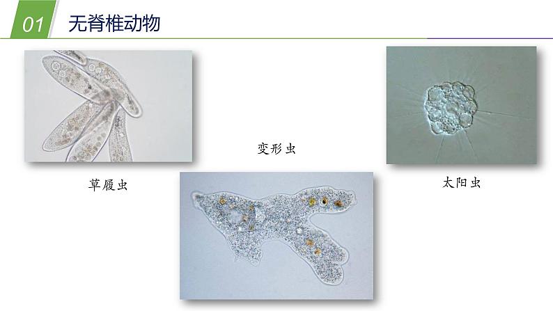 动物的主要类群PPT课件免费下载05