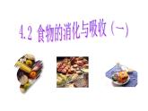 4.2 食物的消化与吸收(第1课时)—浙教版九年级科学上册课件
