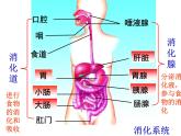 4.2 食物的消化与吸收(第1课时)—浙教版九年级科学上册课件