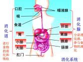 4.2 食物的消化与吸收(第1课时)—浙教版九年级科学上册课件