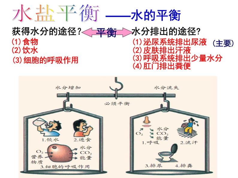 4.5 水盐平衡—浙教版九年级科学上册课件04