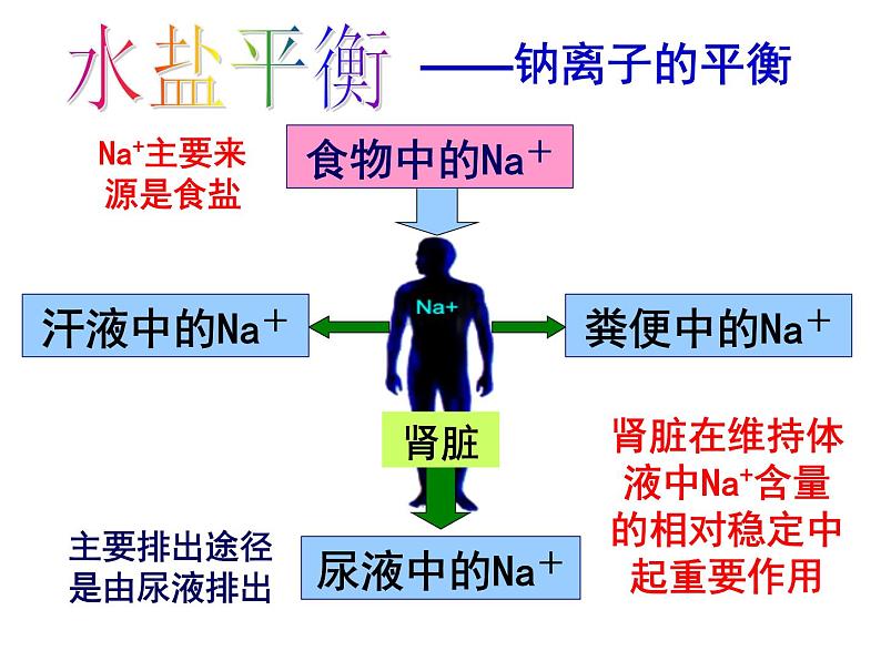 4.5 水盐平衡—浙教版九年级科学上册课件第5页