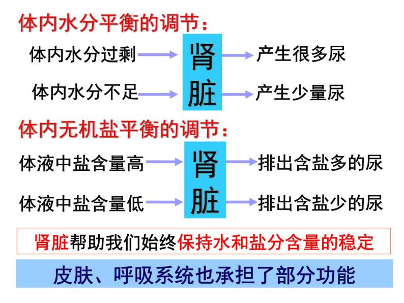 4.5 水盐平衡—浙教版九年级科学上册课件06