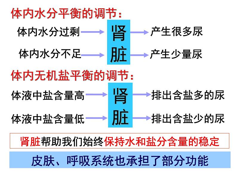 4.5 水盐平衡—浙教版九年级科学上册课件第6页