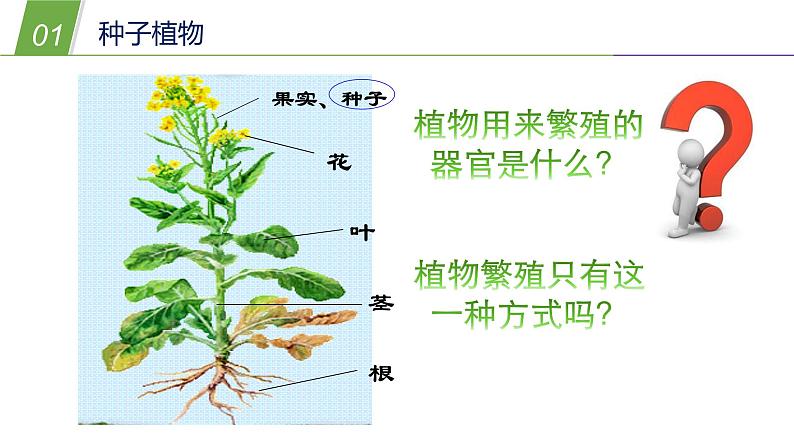 2.2植物的主要类群1—华东师大版七年级科学上册课件03