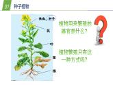 2.2植物的主要类群1—华东师大版七年级科学上册课件