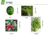 2.2植物的主要类群1—华东师大版七年级科学上册课件