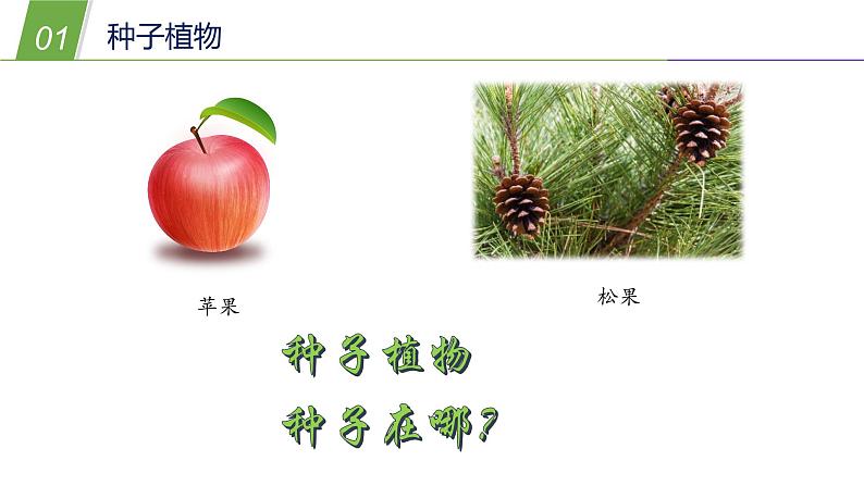 2.2植物的主要类群1—华东师大版七年级科学上册课件06