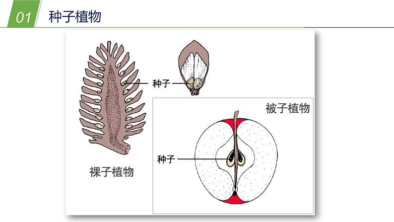 2.2植物的主要类群1—华东师大版七年级科学上册课件07