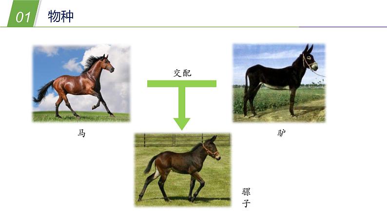 3.1生物物种多样性—华东师大版七年级科学上册课件05